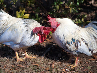 The chikens whisper