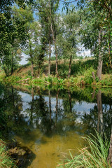 river among the trees