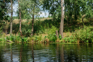river among the trees