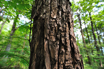 Big tree in forest with green background