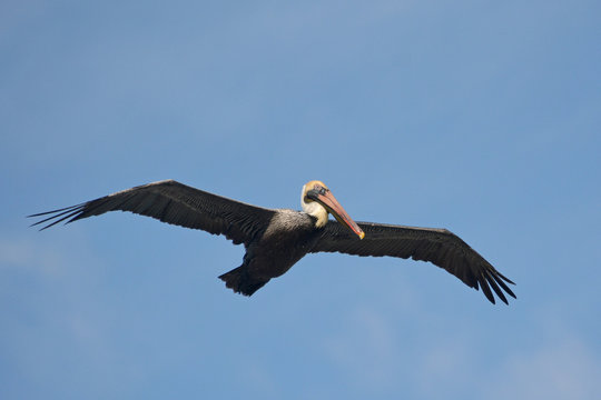 Pelican in flight.