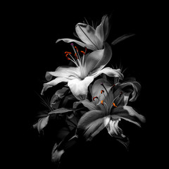 Obrazy na Szkle  bukiet lilii na czarnym tle
