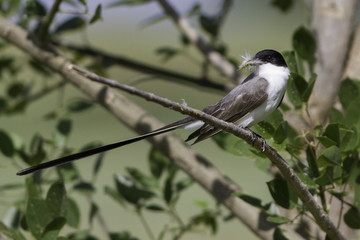 aves pajaros