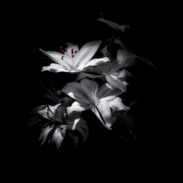 Fototapeta a bouquet of lilies on a black background
