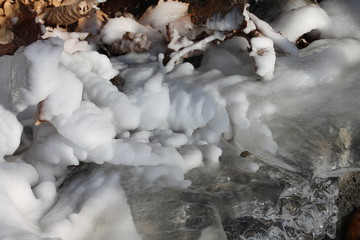 Fallen leaves frozen in the ice