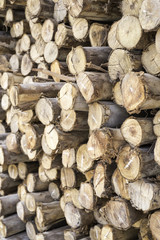 Fototapeta premium timber