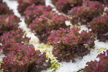 organic vegetable in the garden