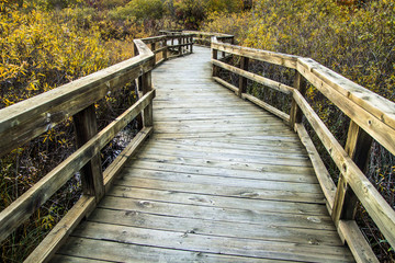 Boardwalk Winds Through A Wetlands Habitat. Winding wooden boardwalk through a protected wetland habitat. Horizontal orientation with a diminishing perspective.