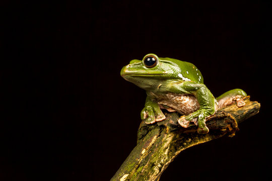 Vietnamese Blue (Gliding or Flying) Tree Frog (Polypedates denny