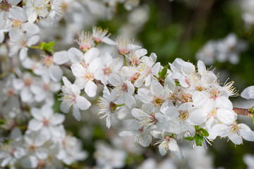 Blossoming cherry  tree with white flowers in spring