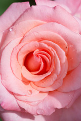 Close-up pink rose with water drops, macro shot