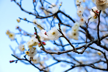 Naritasan Park is a large garden located behind the main building of the Naritasan Shinshoji Temple.