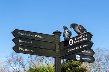 Pigeons on sign post giving directions to toilets and tourist attractions at St James Park, London