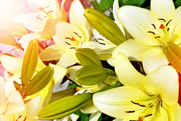Summer landscape of lily flowers.