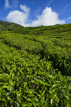 Fresh green tea plantation view near the mountain with beautiful blue sky at background.