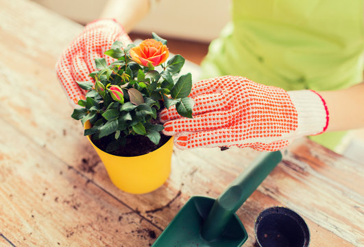 Close Up Of Woman Hands Planting Roses In Pot