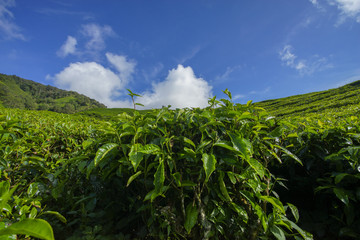 Fresh green tea plantation view near the mountain with beautiful blue sky at background.