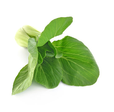 Beautiful Bok choy (chinese cabbage or Qing geng cai) isolated o