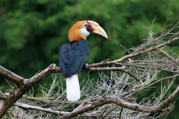 Blyth's hornbill © Edwin Butter