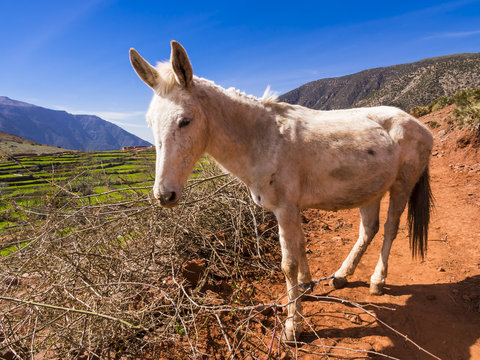 Pferd auf einem Bergpfad   im Atlas-Gebirge,  Anammer, Ourika-Tal, Marrakech-Tensift-Al Haouz, , Marokko, Afrika