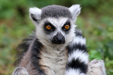 Ring-tailed lemur © Edwin Butter