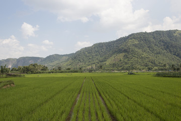 Fototapeta na wymiar Arrozales verdes en un valle entre montañas. Sumatra, Indonesia
