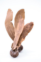 Tree seed on white background, Selective focus 