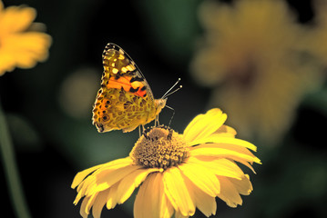 image of a beautiful butterfly on a flower in the garden close-up