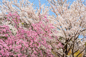 Sakura blossom, Japan
