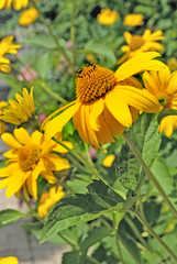image of flowers closeup