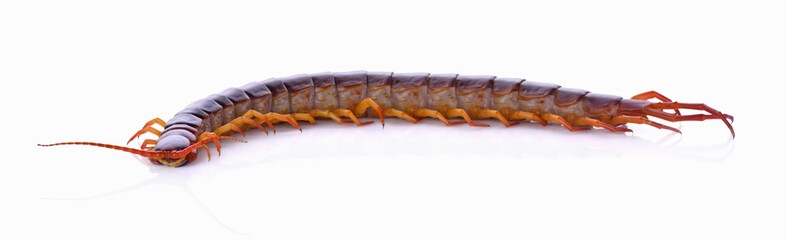 centipede on white background