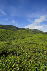 Fototapeta na wymiar Nature tea plantation view near the mountain with beautiful blue