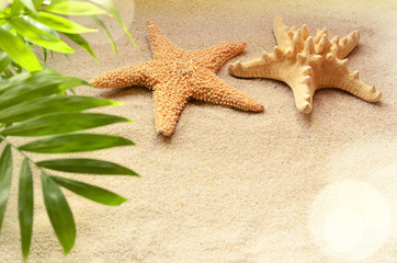 Fototapeta na wymiar Starfish on a sandy beach and palm.