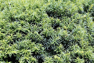 Background of green branches and leaves of a bush yew