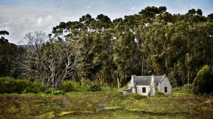 Obraz premium Landscape with old Farm house and Eucalyptus trees