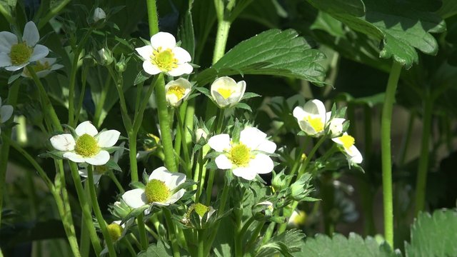 flowering strawberry plant 
