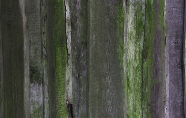 old wooden planks with green moss, texture