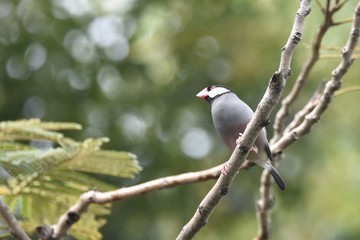 Java Sparrow