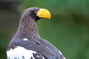 Steller's sea eagle