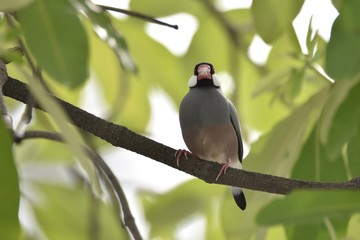 Java Sparrow