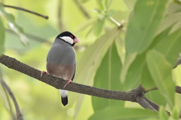 Java Sparrow