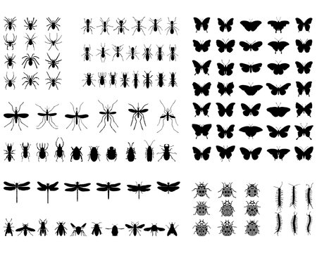 Black silhouettes of different insects, vector