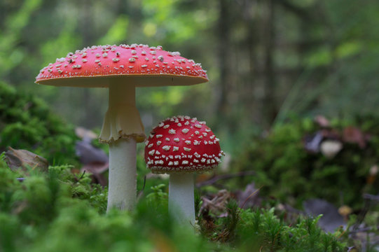 Fliegenpilz
