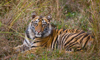 The cub wild tiger lying on the grass. India. Bandhavgarh National Park. Madhya Pradesh. An excellent illustration.