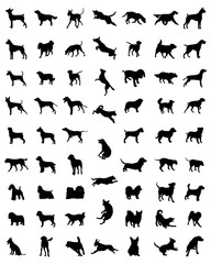 Black silhouettes of different races of dogs, vector - obrazy, fototapety, plakaty