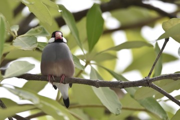 Java Sparrow