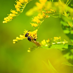 image of yellow flowers in a field close up