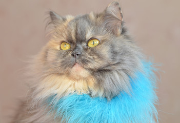 Персидская кошка.