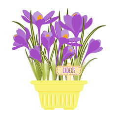 Vector illustration with flower pot 