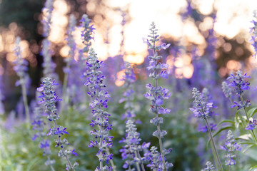 Sunset over a violet lavender field in garden